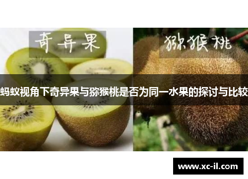 蚂蚁视角下奇异果与猕猴桃是否为同一水果的探讨与比较
